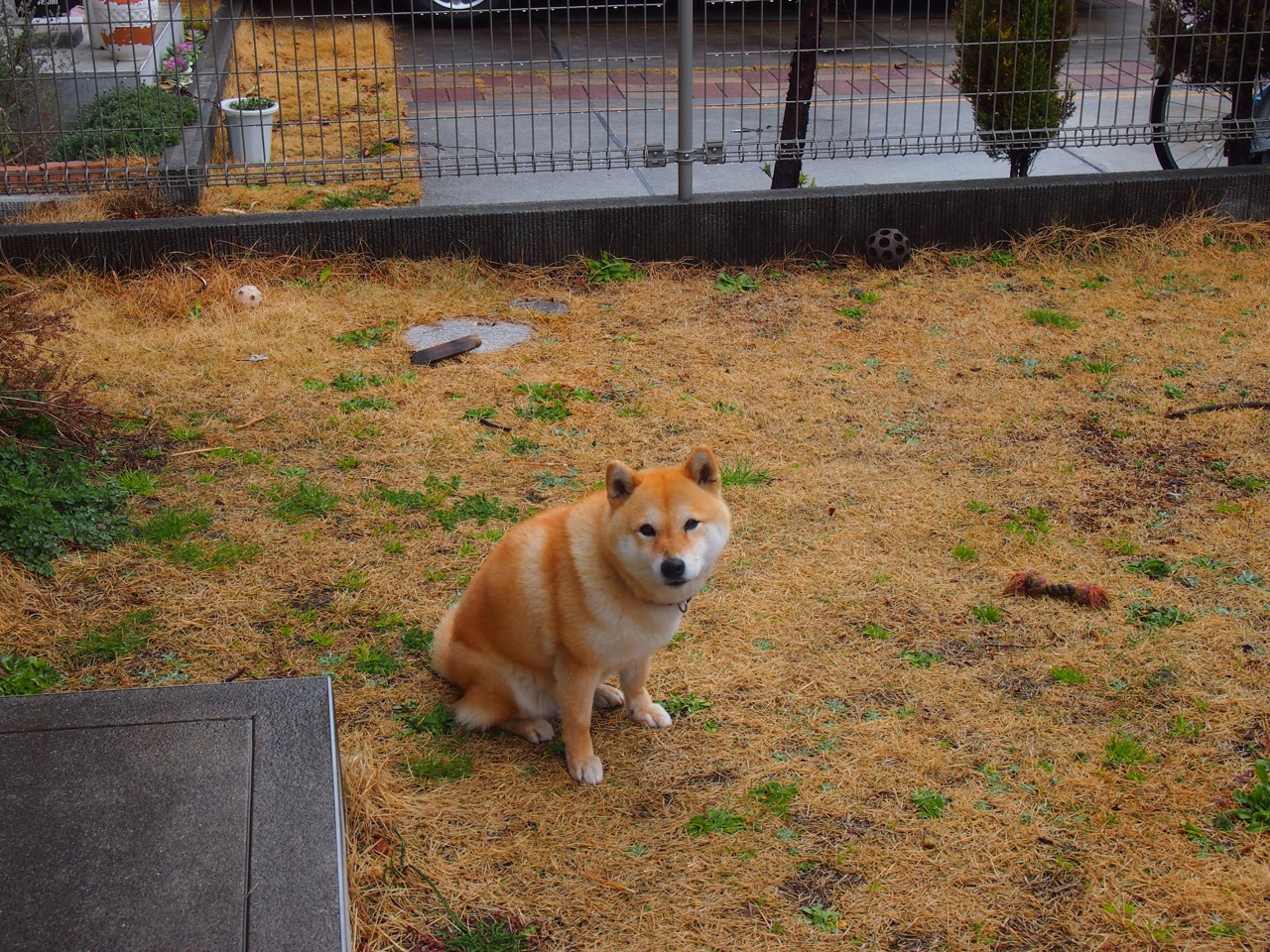 布鲁诺·卡博克洛成为NBA国际化象征，布鲁诺-卡波科洛