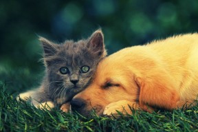 爱游戏官方-库里：用“精准”改变战术，开启“外线新时代”！，库里准不准