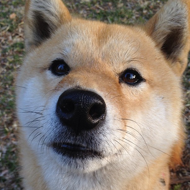 【太稳了】瑞士男足雪地传控,踢得像瑞士钟表,瑞士男足大名单