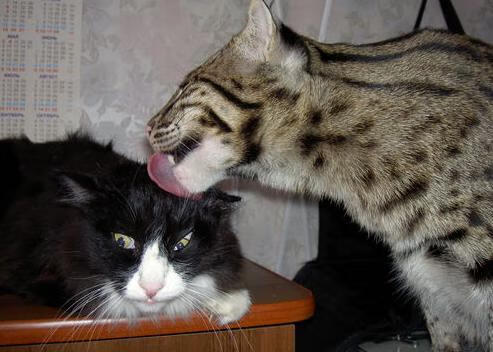 史上季后赛最令人动容的瞬间盘点,季后赛出场时间排行榜